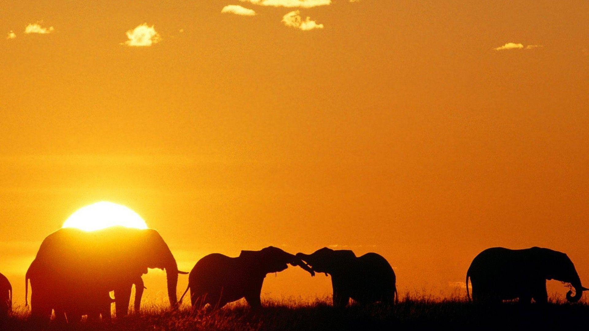 Elephants Sunset Wallpaper Image 6 HD Wallpaper. Eakai