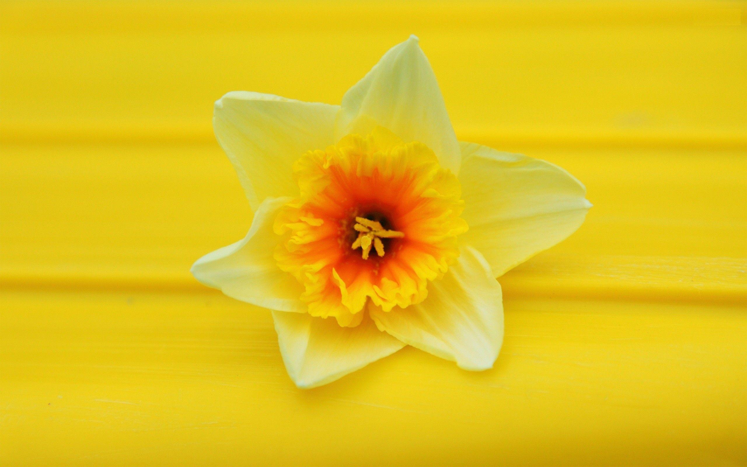 Download Flowers Daffodils Wallpaper 2560x1600