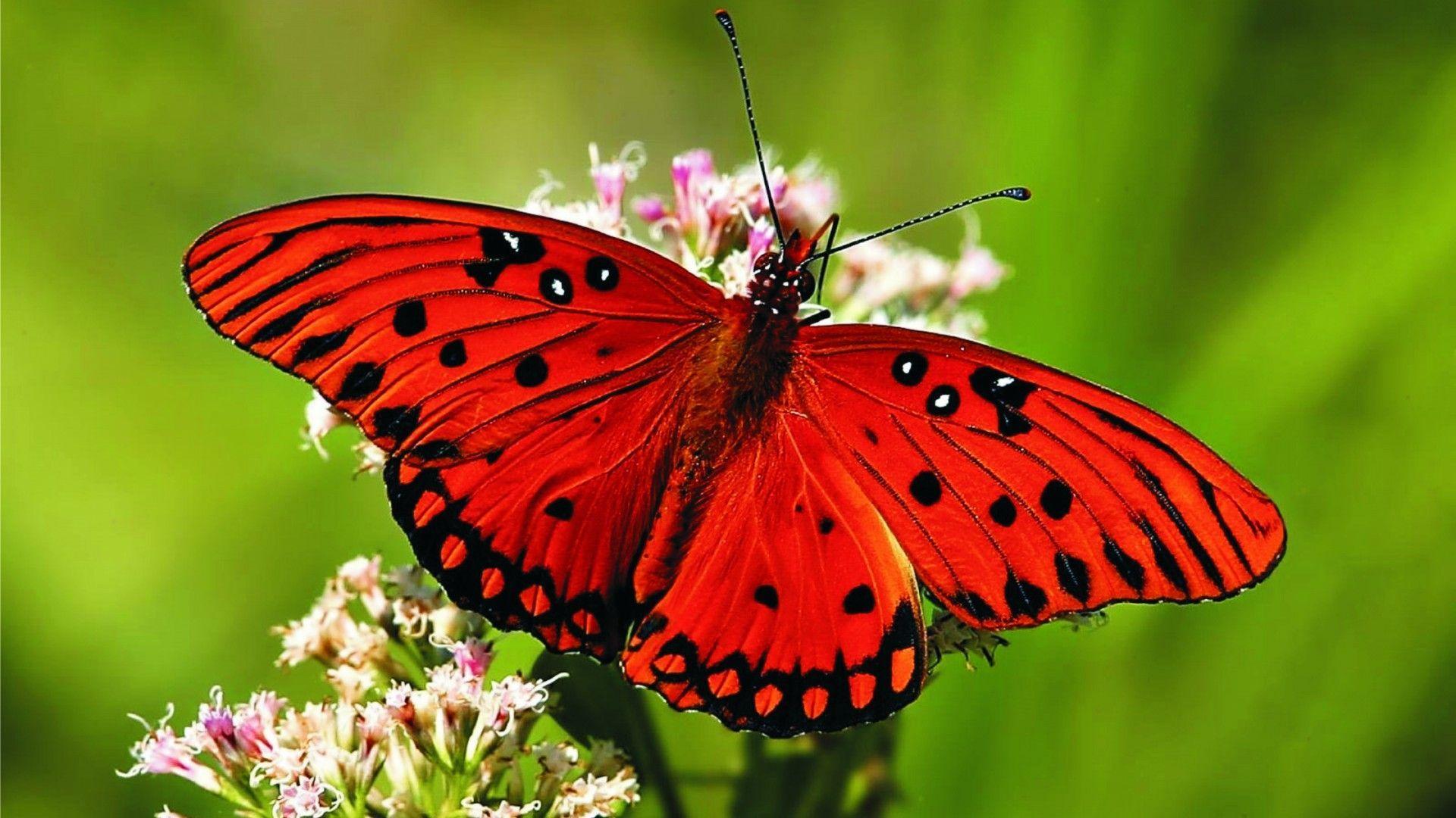 Red Butterfly HD Wallpaper