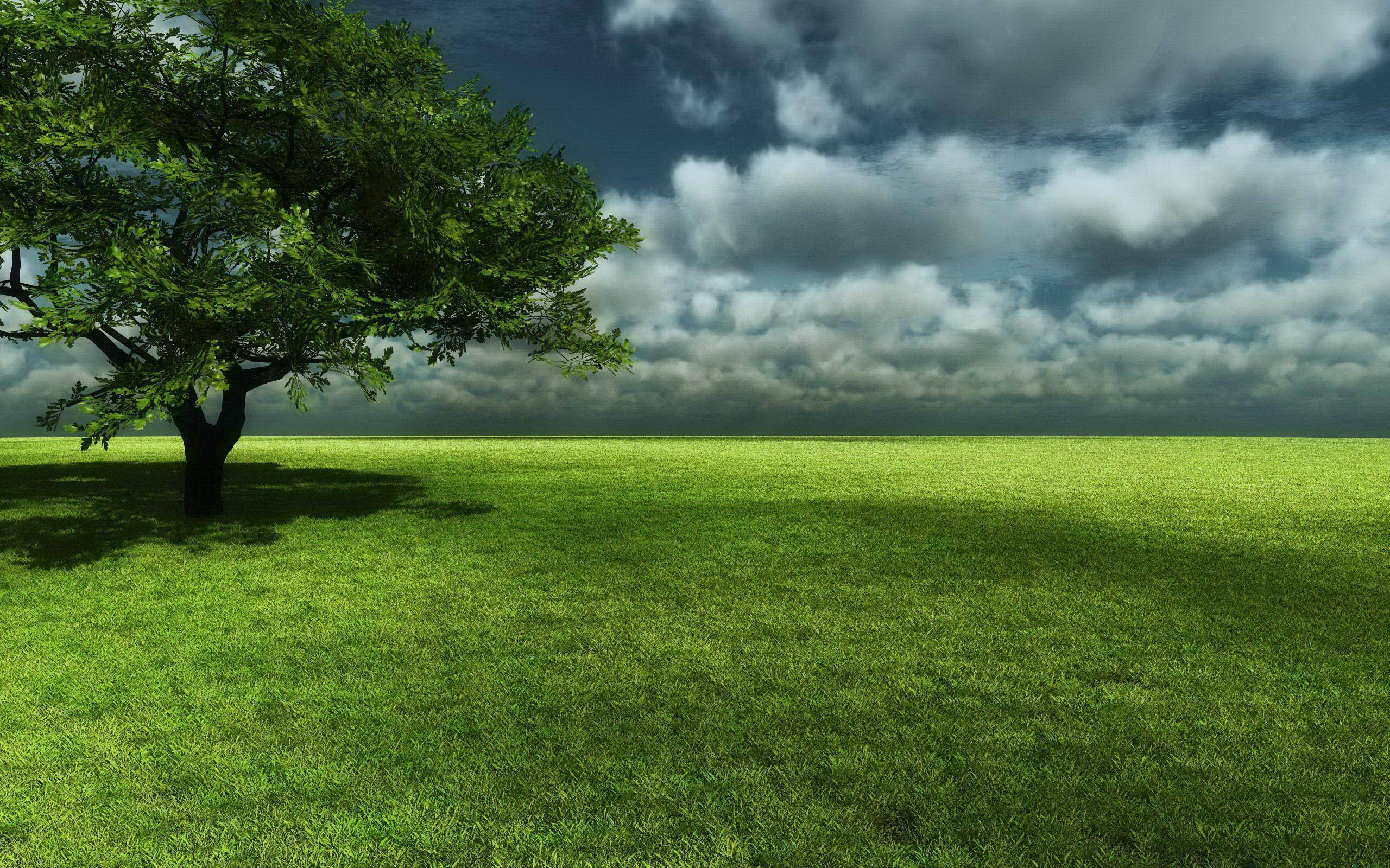 Widescreen HD green grass landscape free desktop background