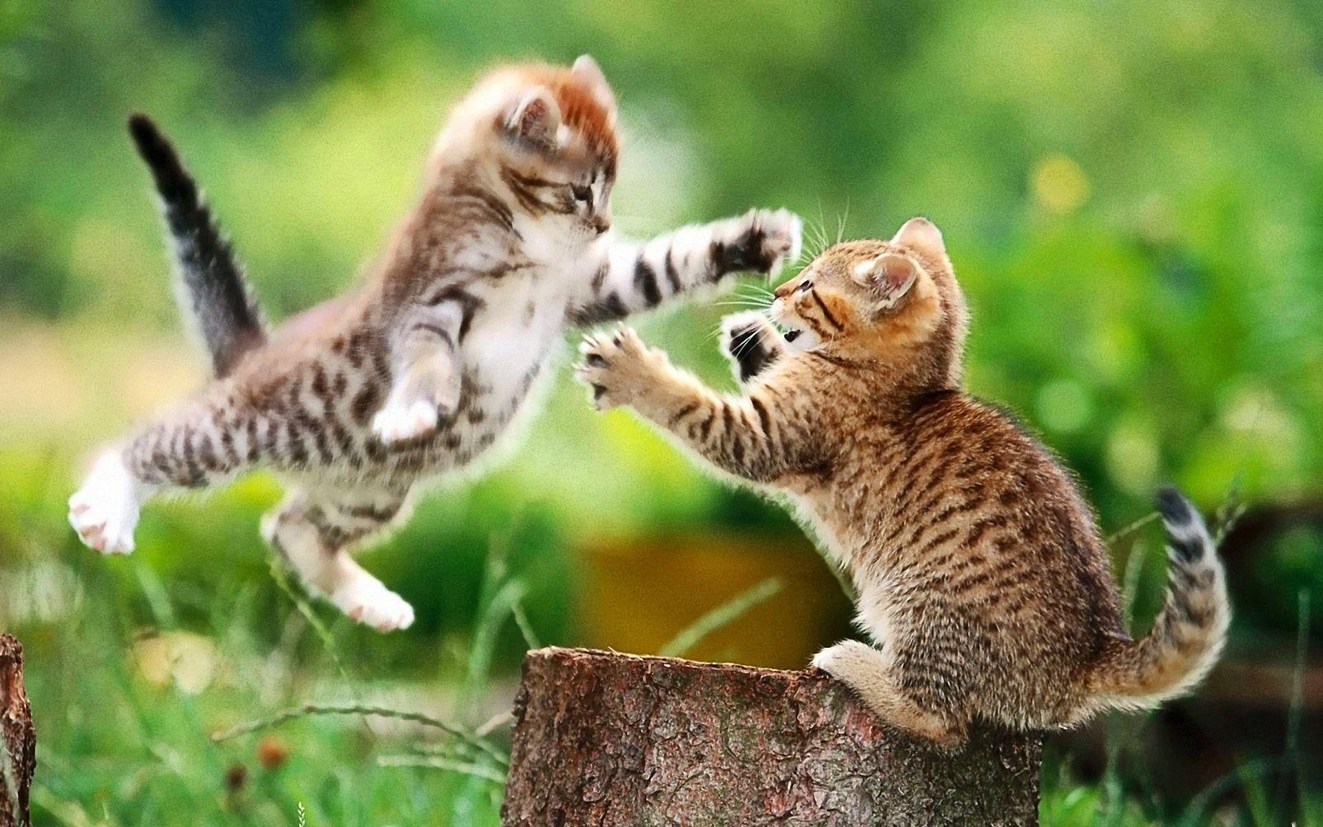 Jumping Kitten
