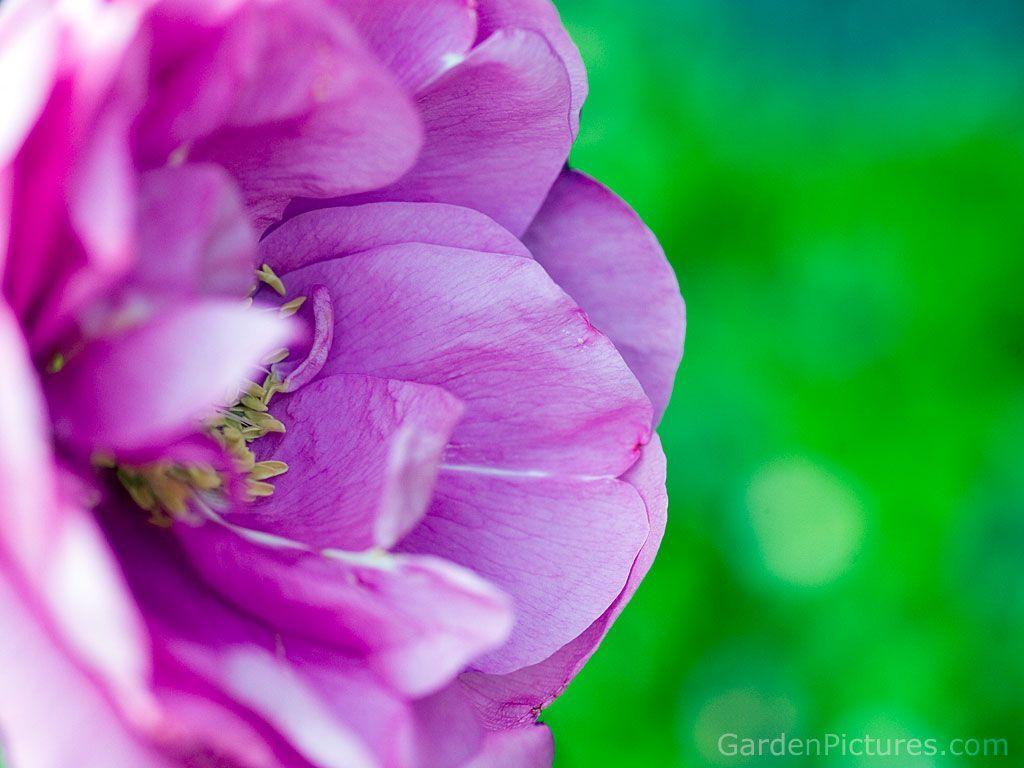 Funny Picture Gallery: Wallpaper for background, emo background