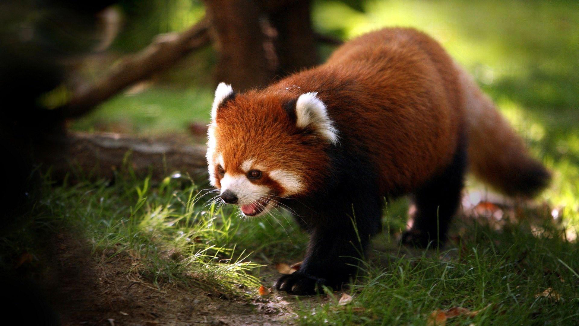 Summer Wallpaper Panda Free Picture Free Picture