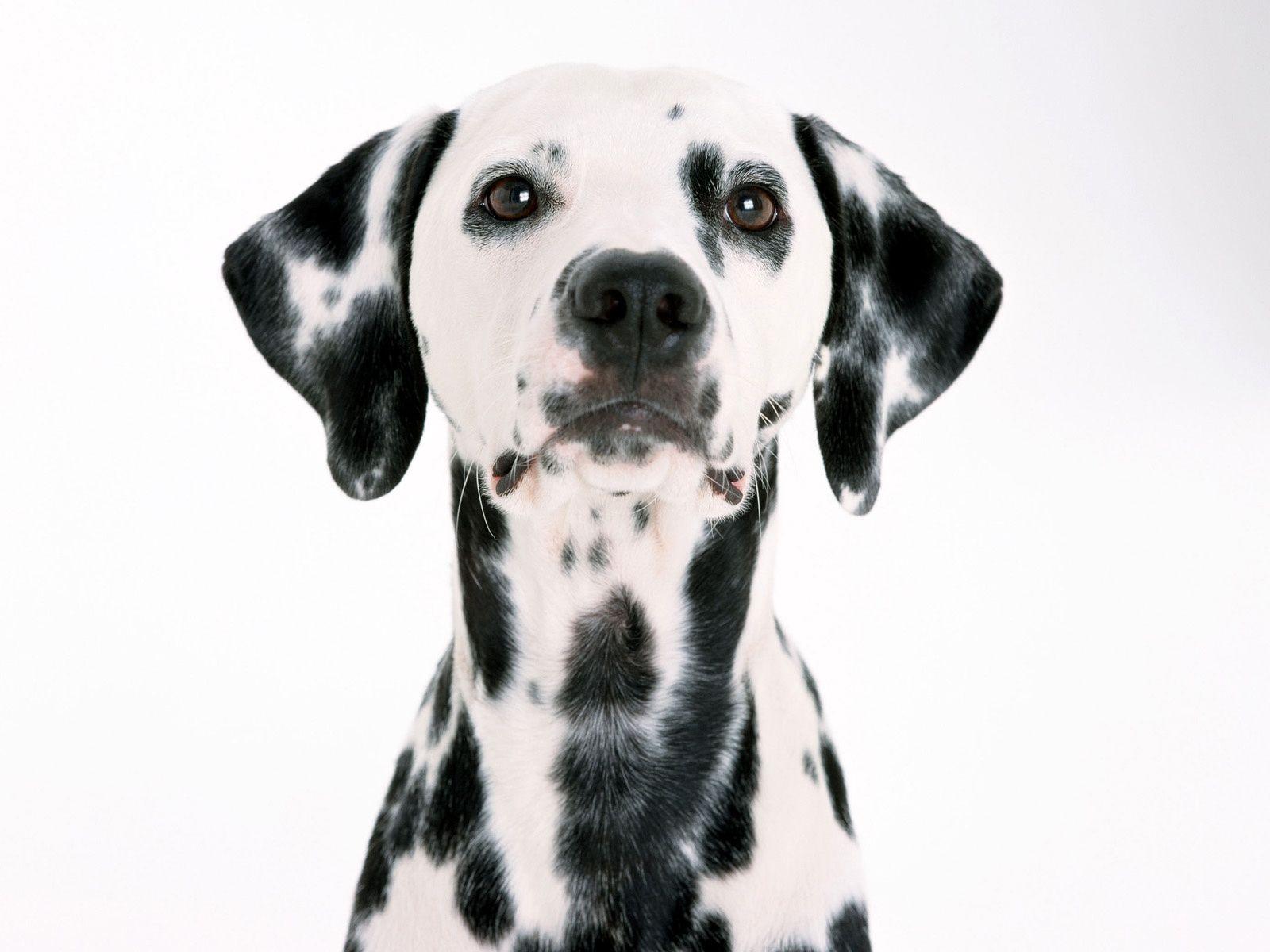 Dalmatian White Dog Wallpaper Background. Dogs Wallpaper