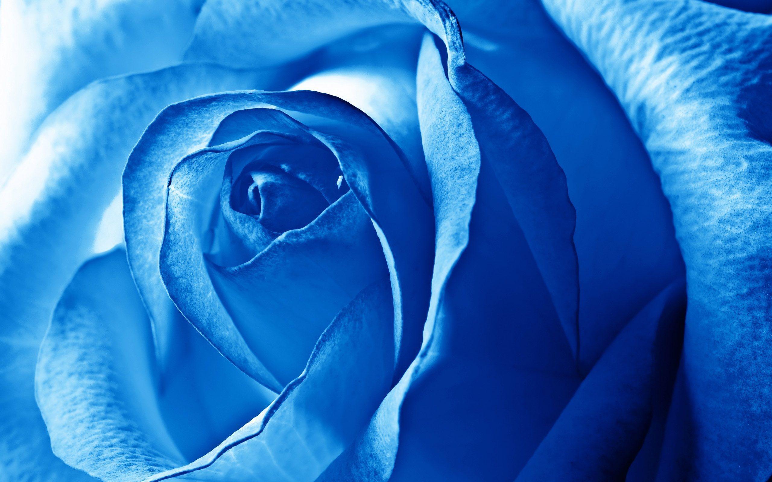 Blue Flowers Picture Widescreen 2 HD Wallpaper