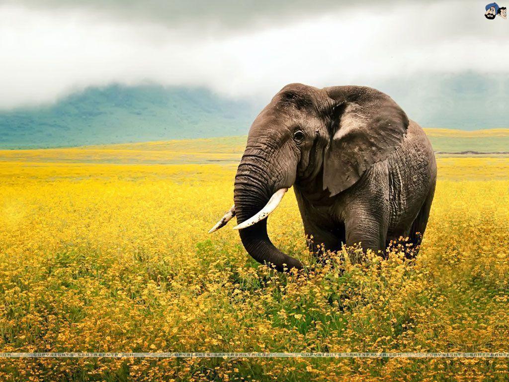 Animals For > Indian Elephant Wallpaper