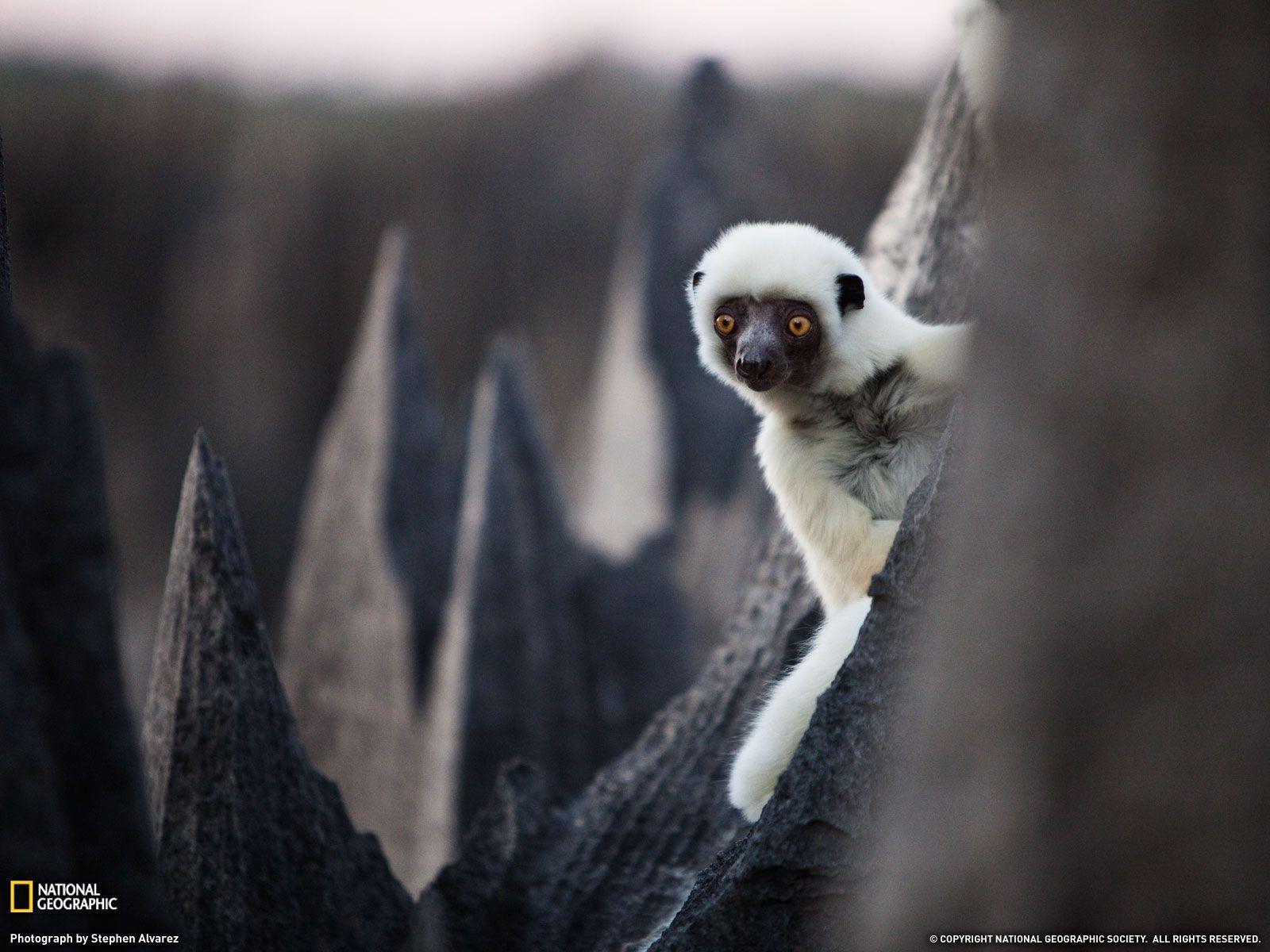 Sifaka, Madagascar Photo, Animals Wallpaper