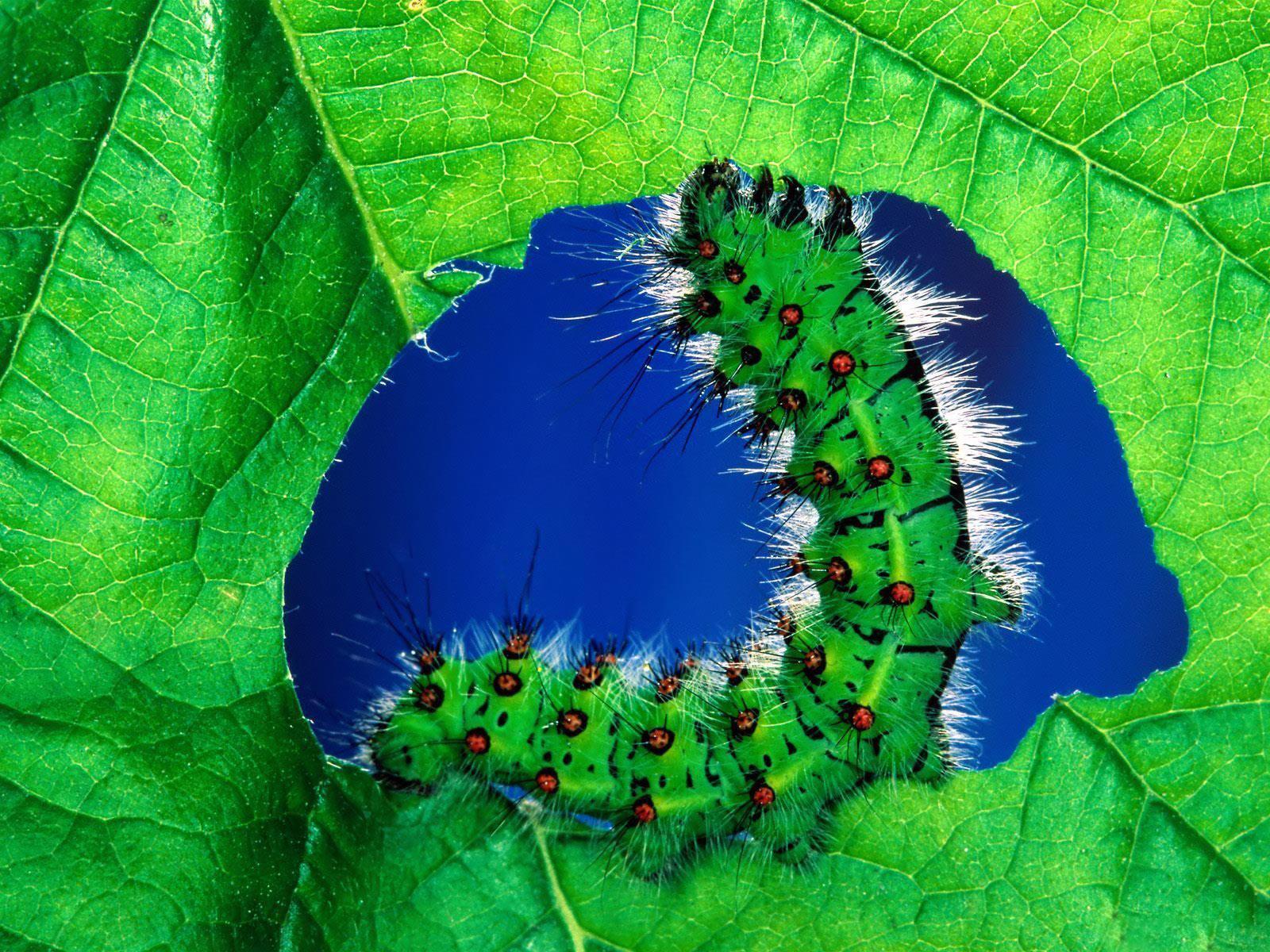 Desktop Wallpaper · Gallery · Animals · Caterpillar