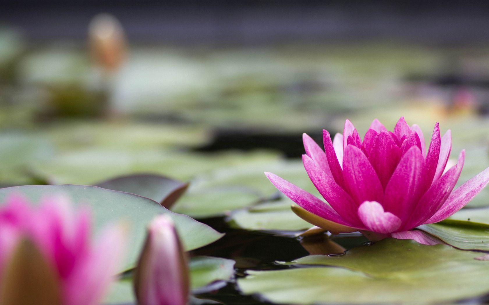 Download wallpaper water lily, water lily, pink, flower free