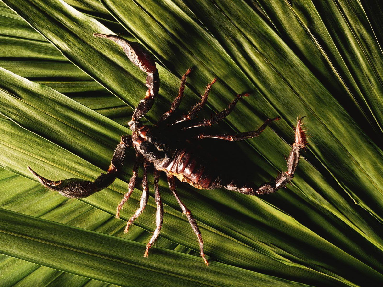 image For > Scorpion Wallpaper HD