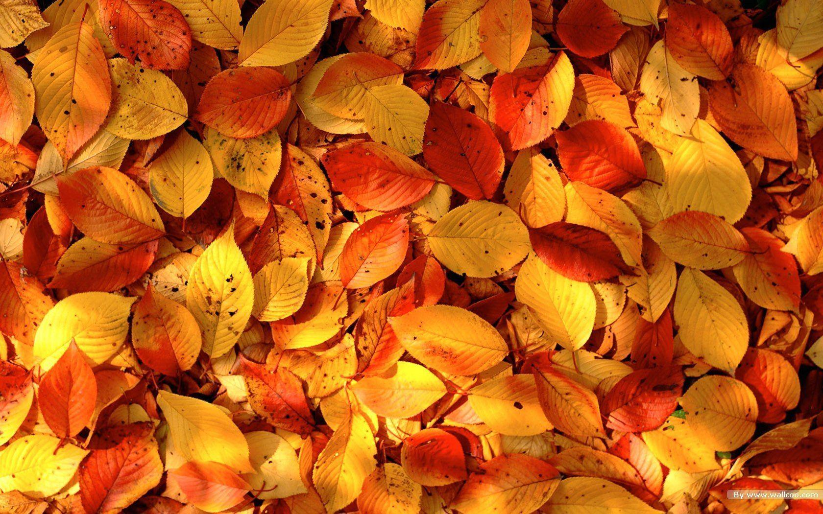 Autumn Tints, Goden Autumn, Beautiful Autumn Leaves Wallpaper