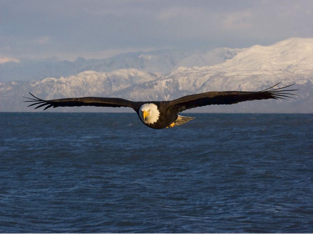 bald eagle wallpaper Search Engine