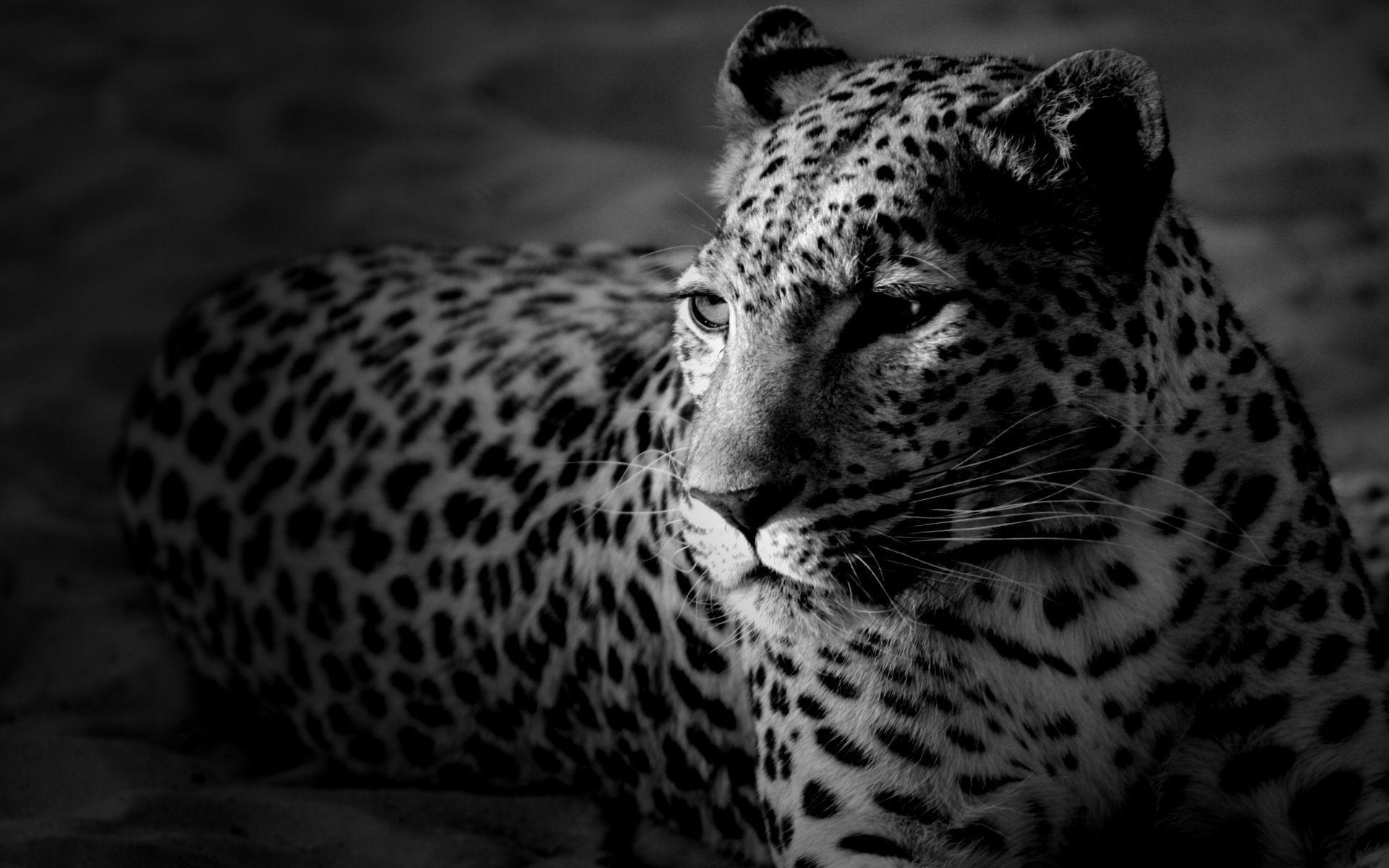 image For > Black Leopard Wallpaper HD