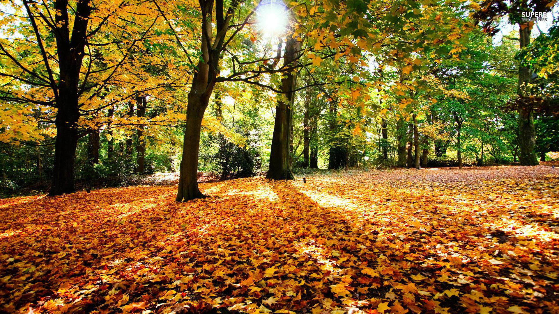 Autumn in the forest wallpaper wallpaper - #