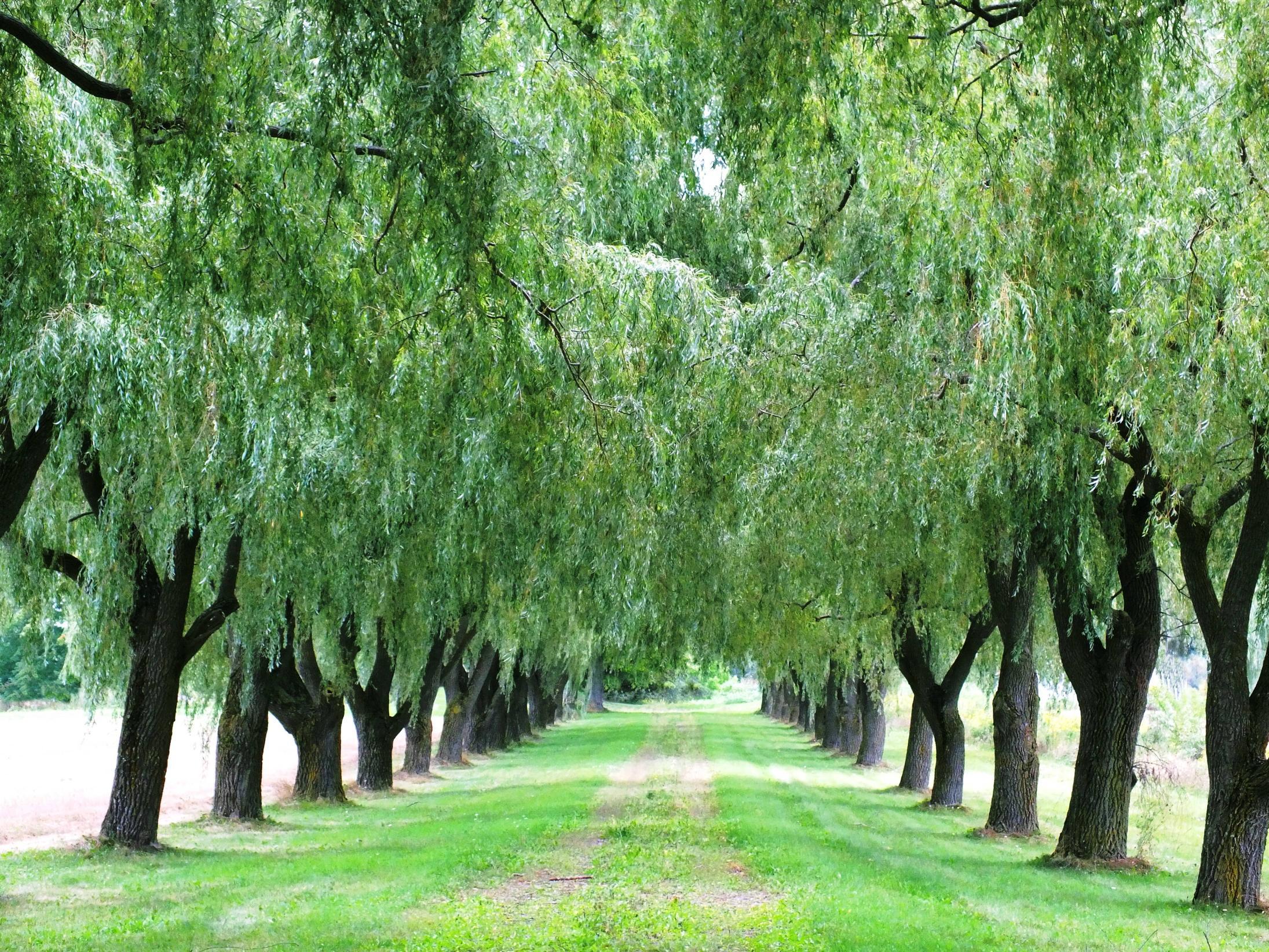 image For > Weeping Willow Tree Background