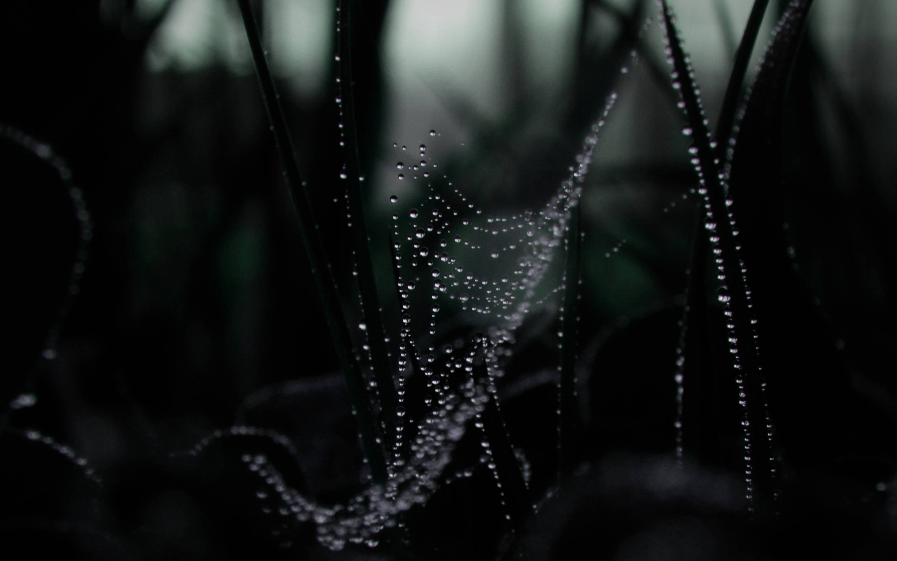 Dew On Spider web Retina MacBook Pro wallpapers