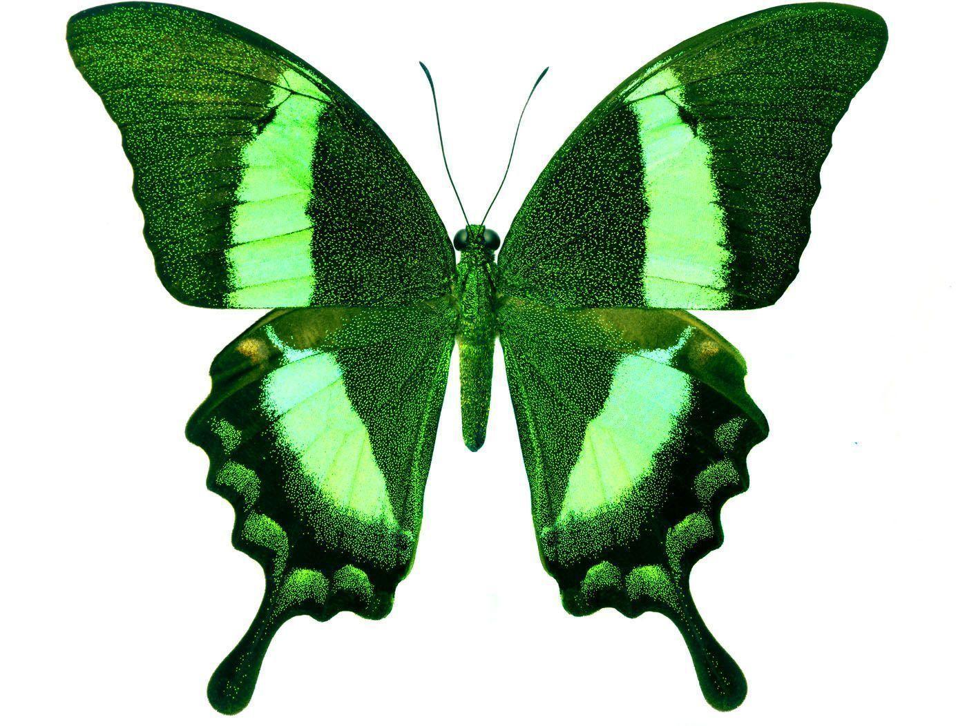 image For > Purple And Green Butterfly Picture