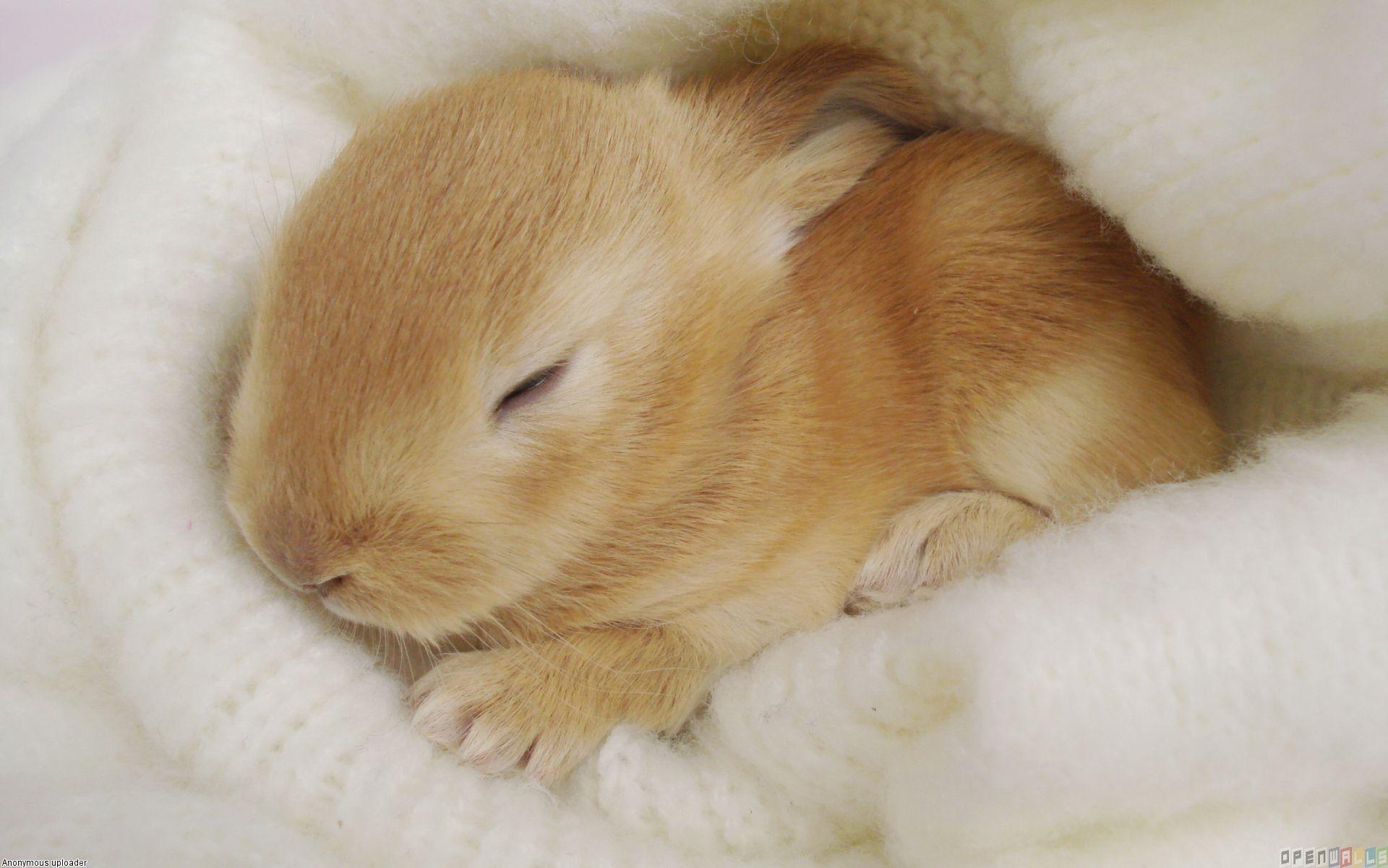 Cute Bunny Picture Wallpaper 1920x1201 px Free Download
