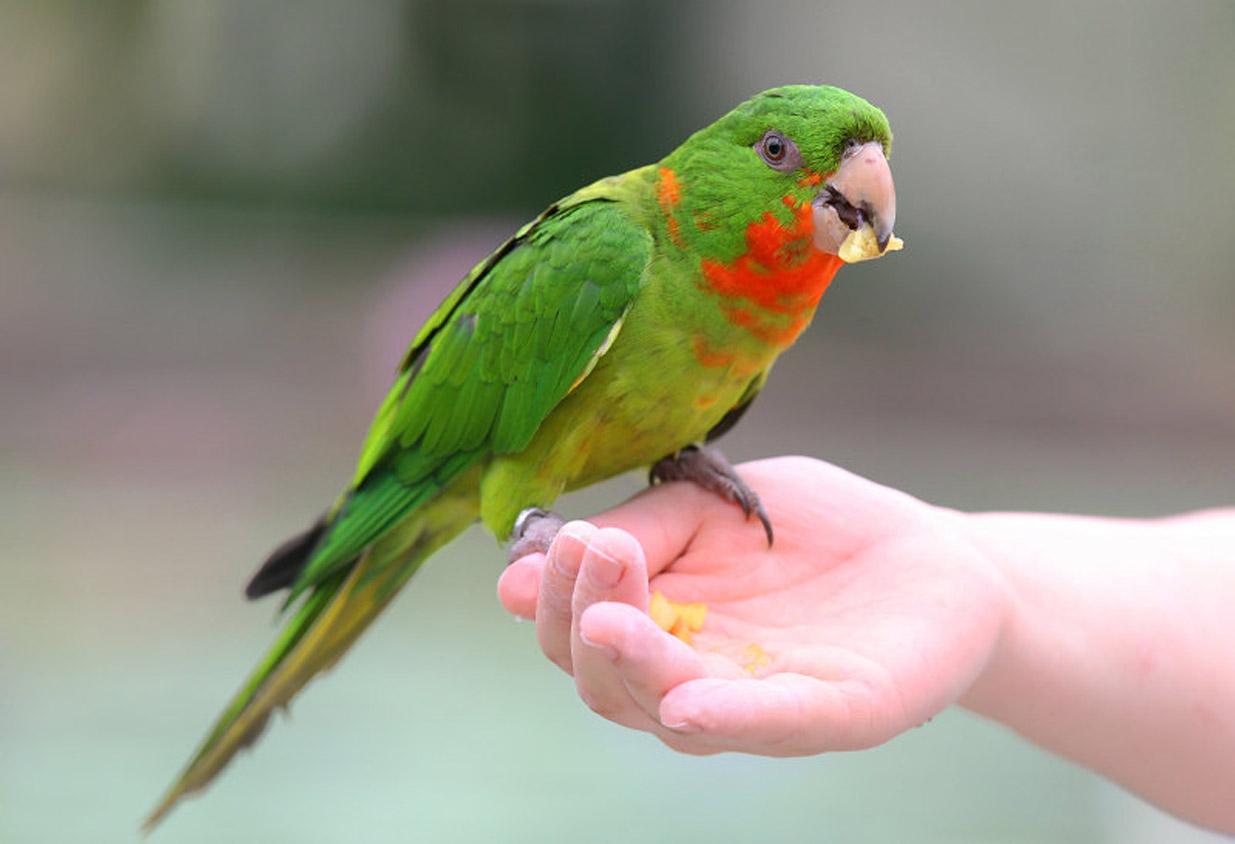 Free wallpaper Red throated parakeet bird