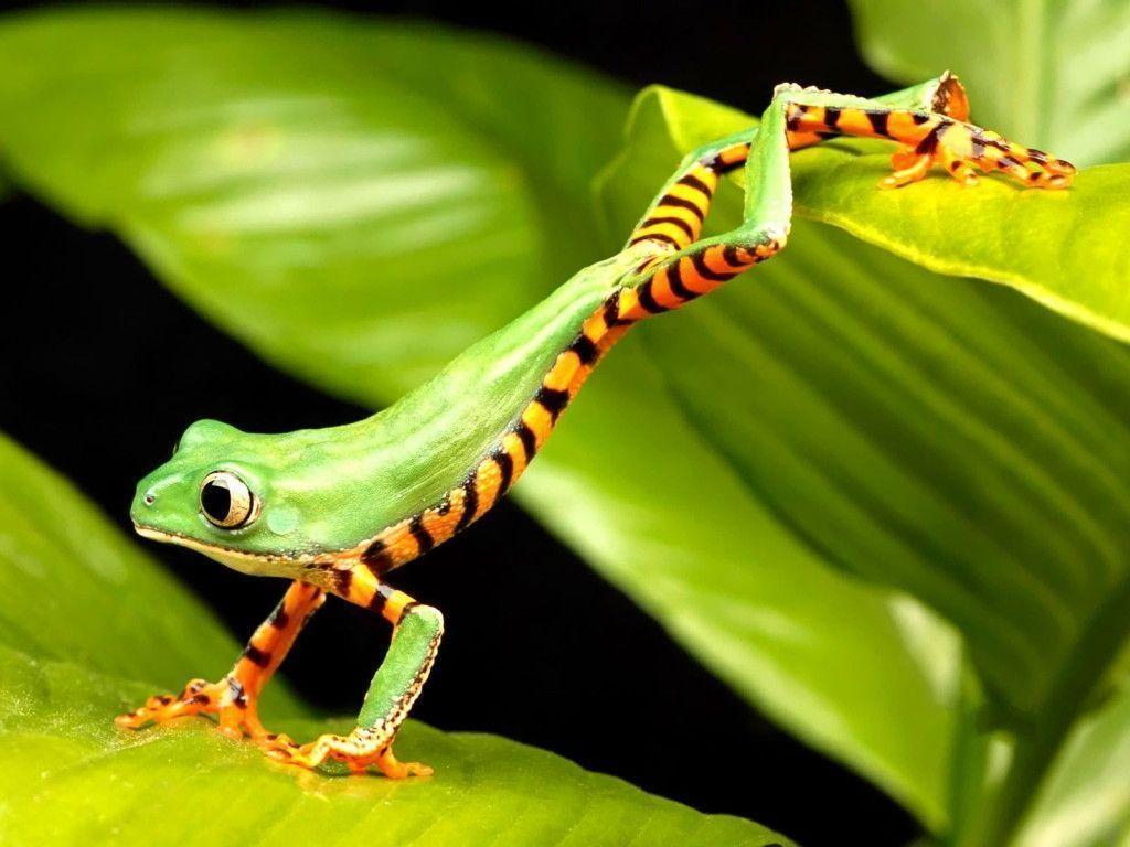 Reptiles Striped Frog Free iPad HD Wallpaper