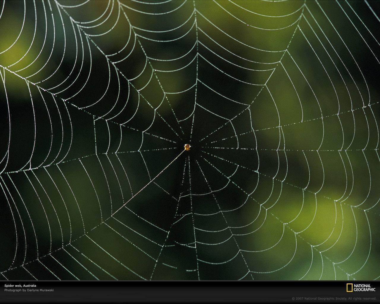 Spider Web Photo, Spider Web Wallpaper, Download, Photo