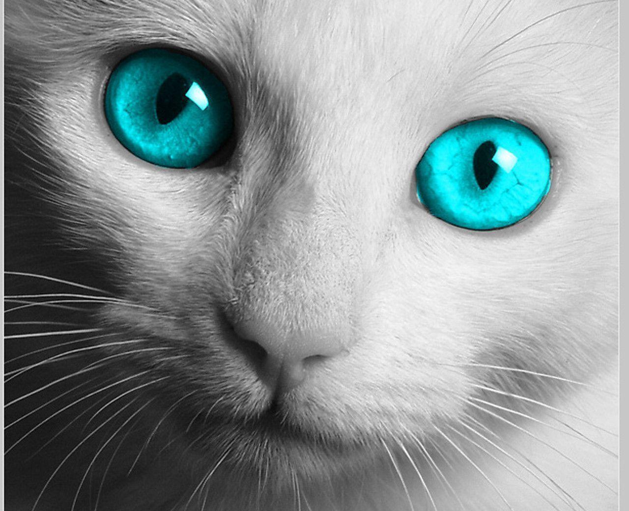 Blue Eyes Cat Wallpapers Wallpaper Cave