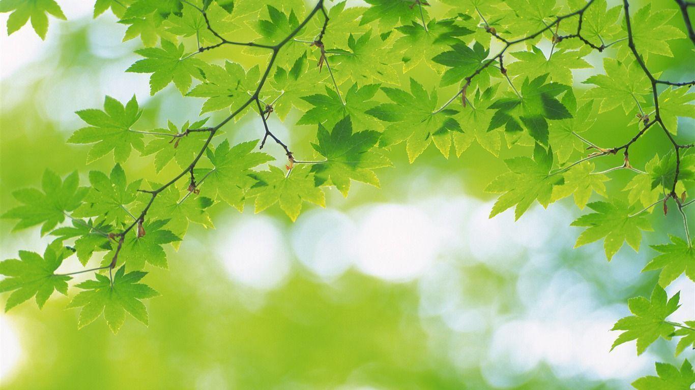 Fresh green leaves theme Desktop Wallpaper 05
