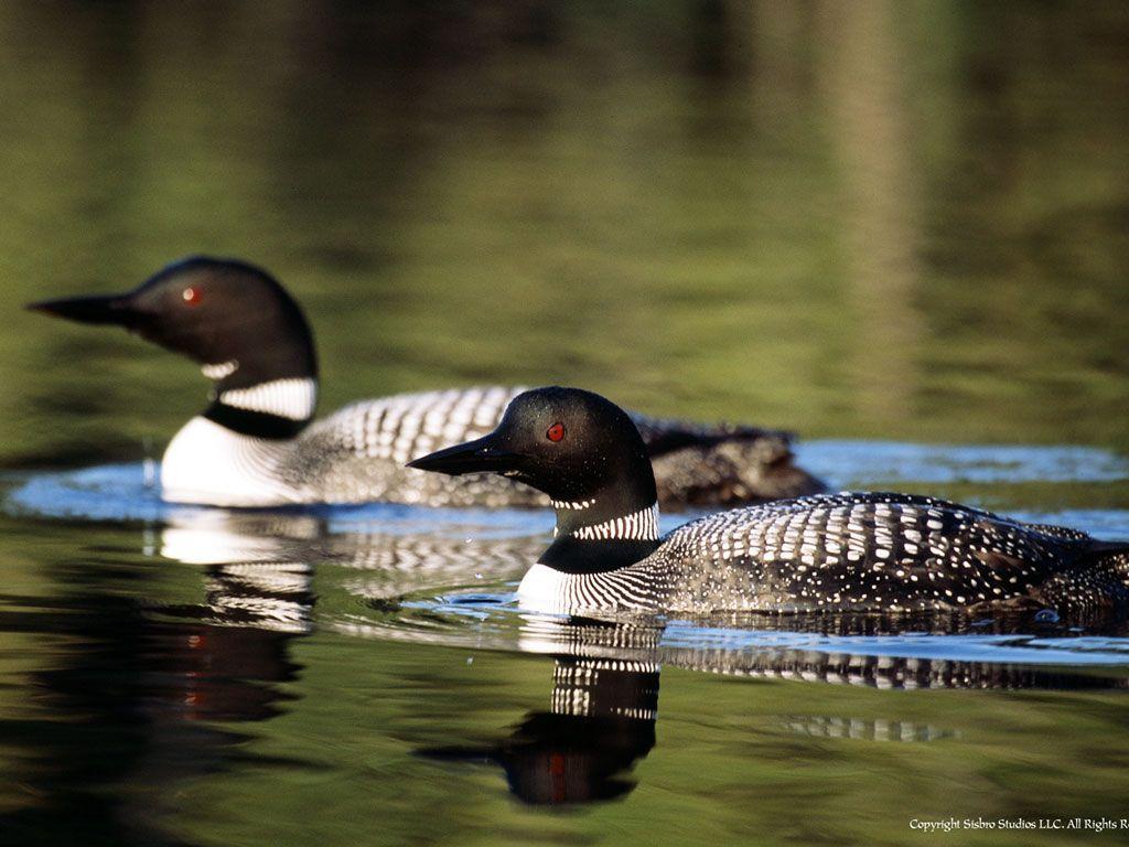 Loon Wallpapers - Wallpaper Cave