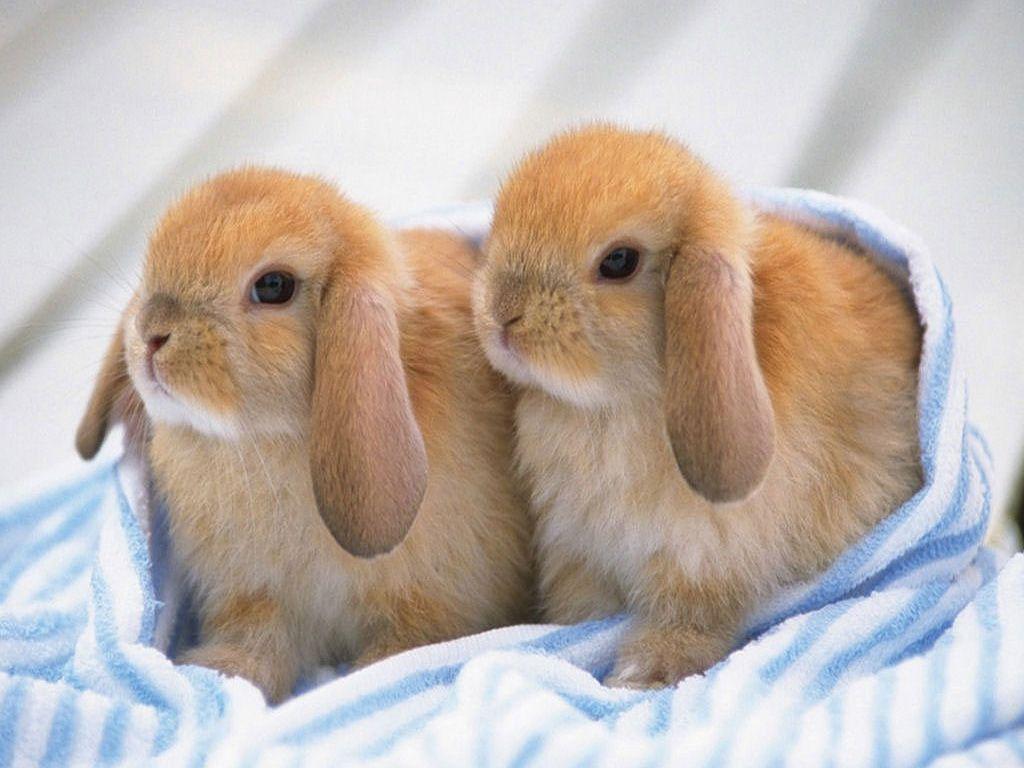 cute bunnies wallpaper