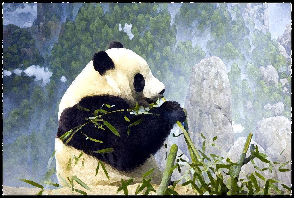 Panda Bear Desktop Wallpaper Wallpaper Inn