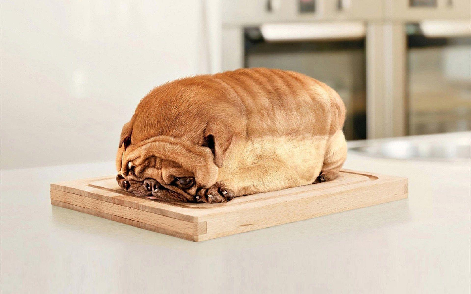 Pug bread Wallpaper #