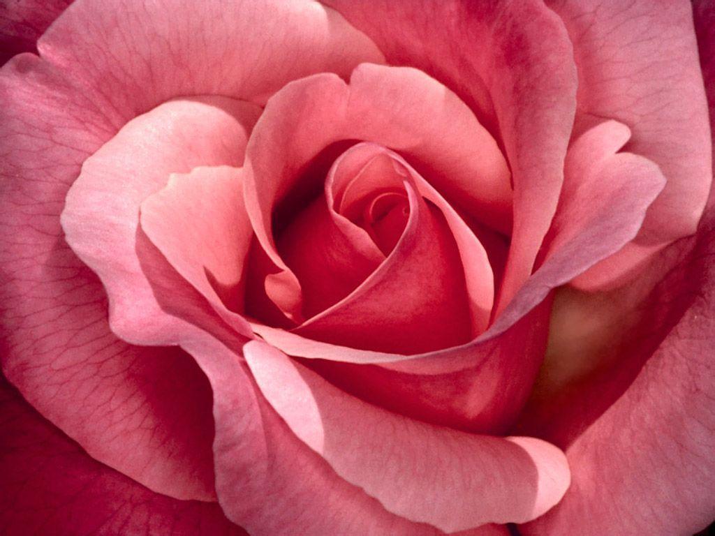 Flowers For > Pink Rose Wallpaper For Desktop