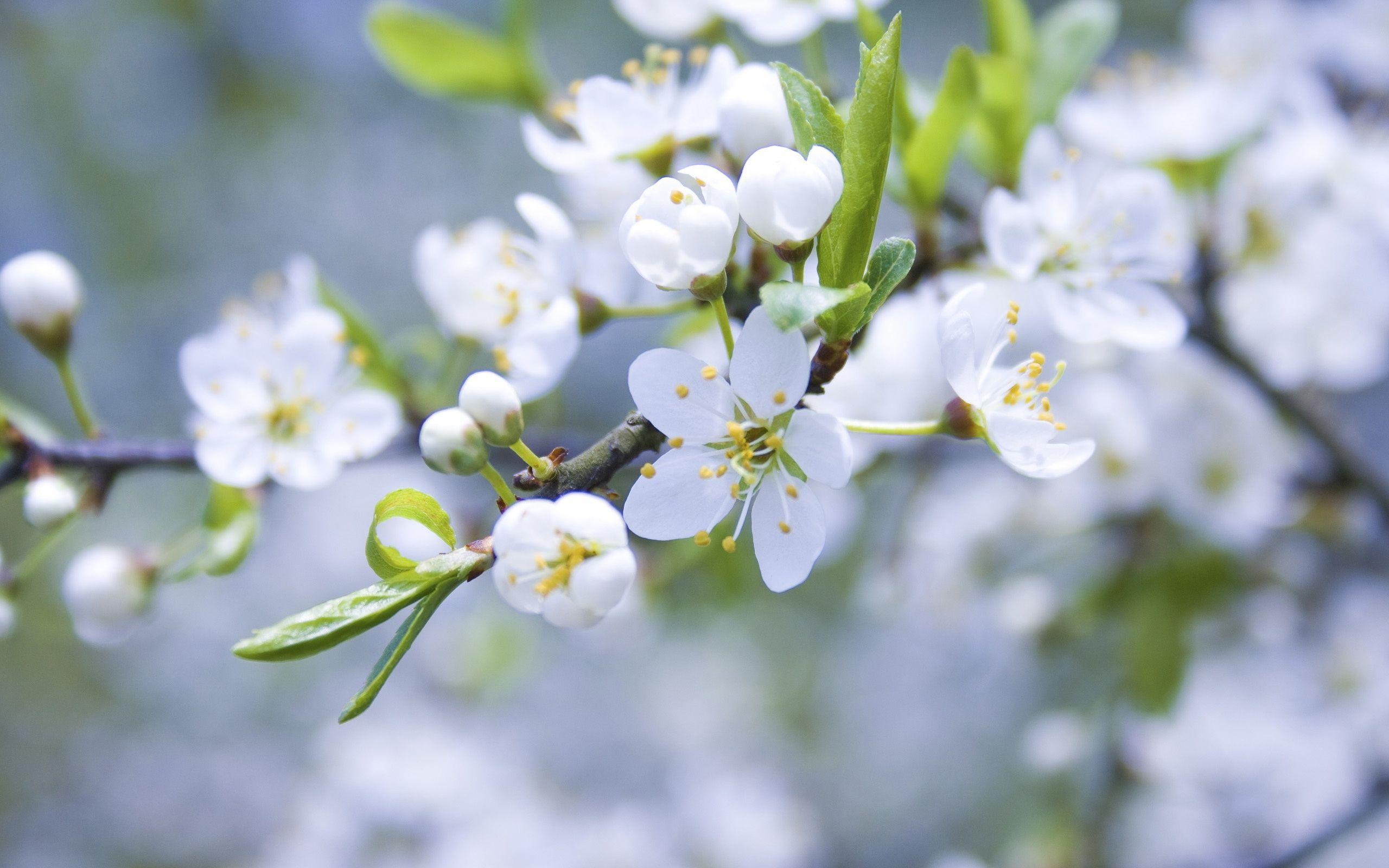 Apple Blossom Flower HD Desktop Wallpaper