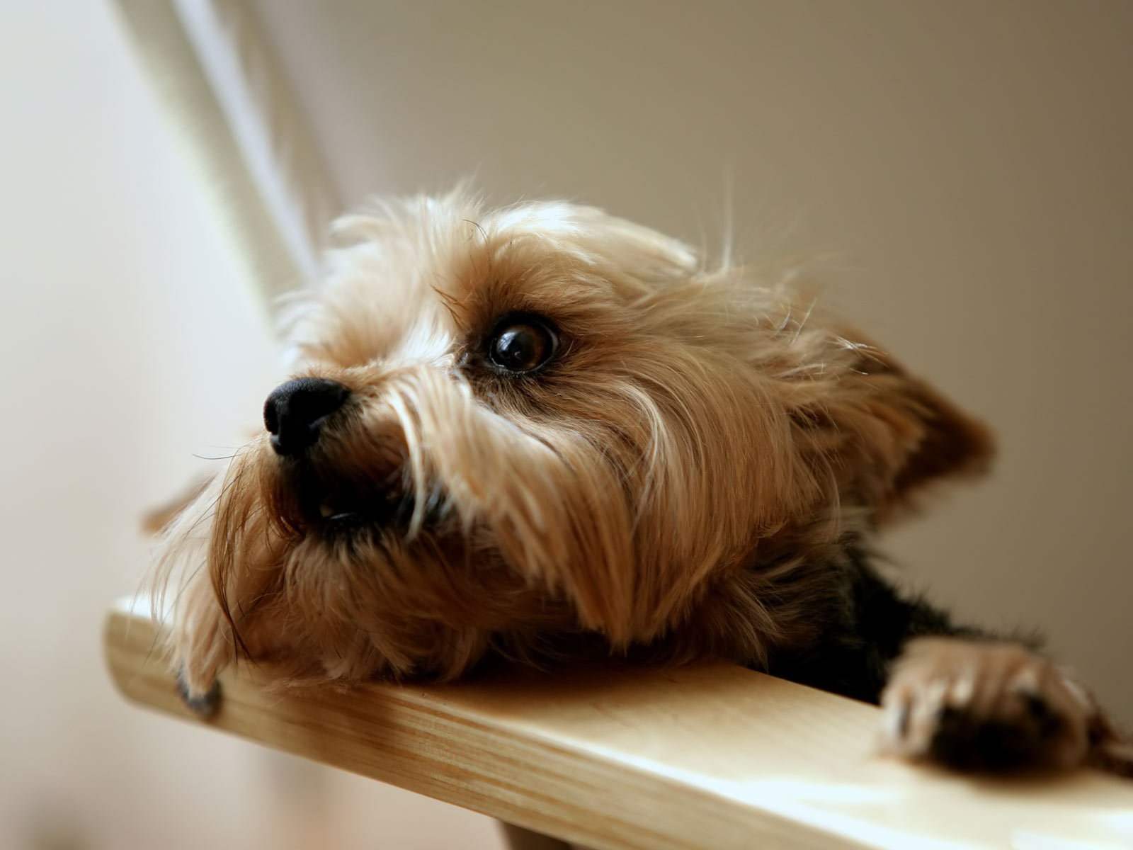 yorkshire terrier. HD Wallpaper and Download Free Wallpaper