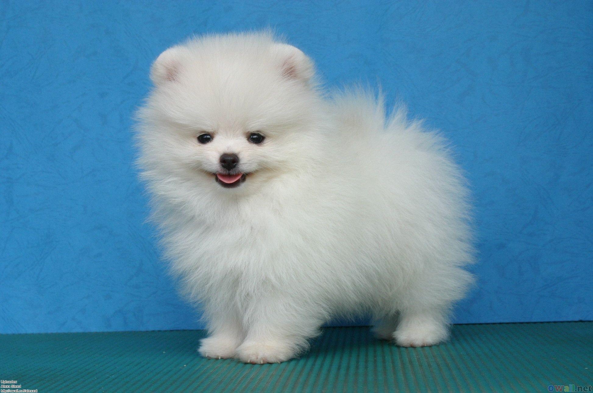 White Pomeranian Puppies wallpaper