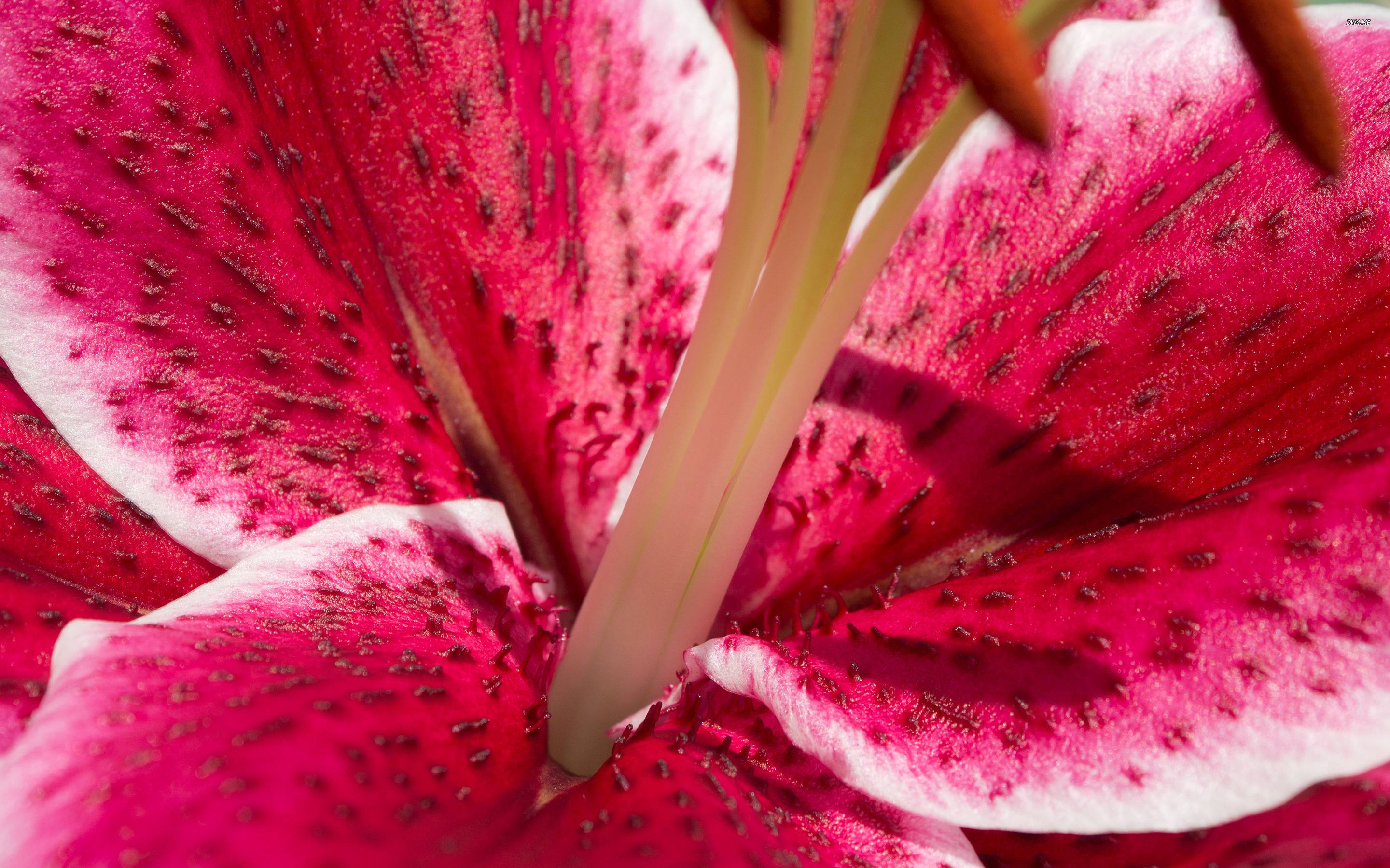 Stargazer Lily Flower