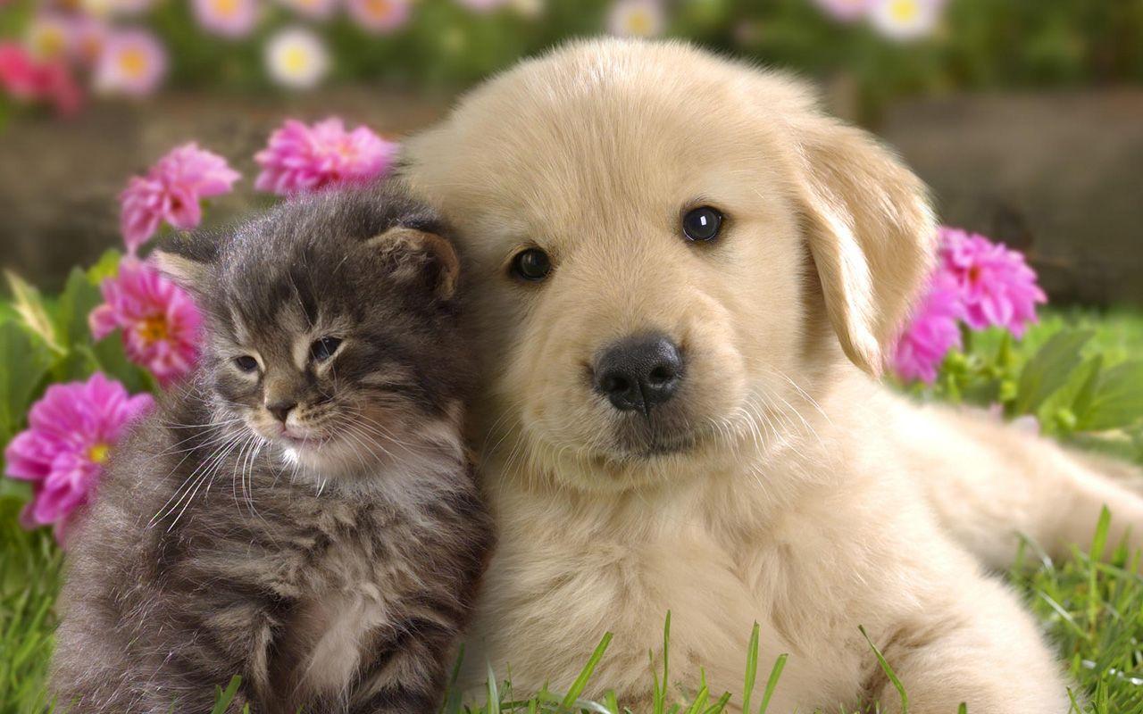 Cute cat and dog wallpapers