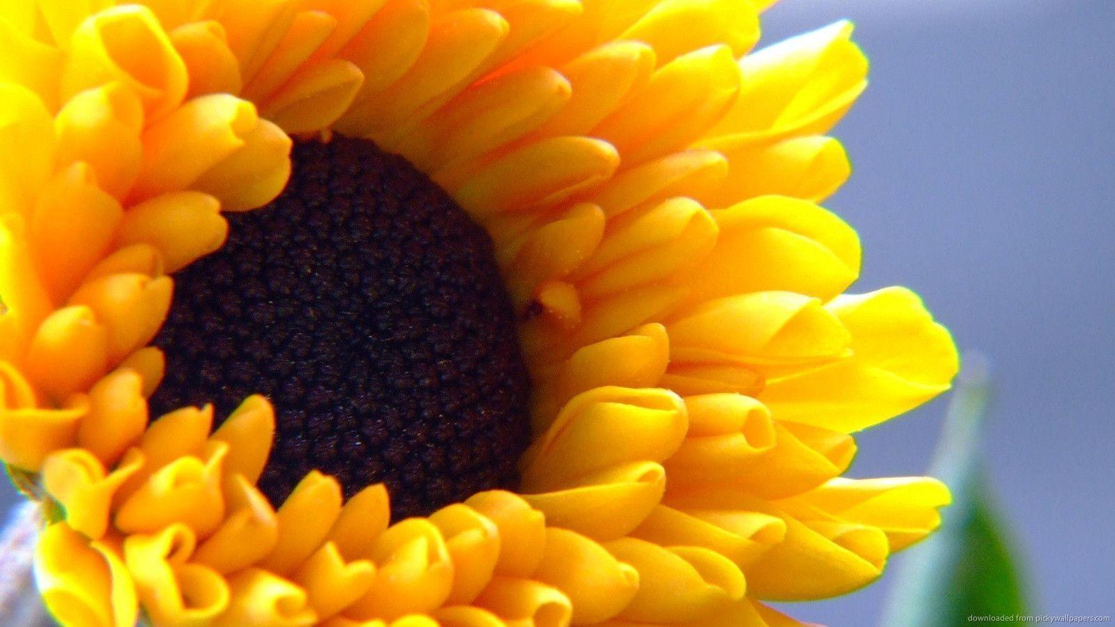 Download 1600x900 Sunflower Wallpaper