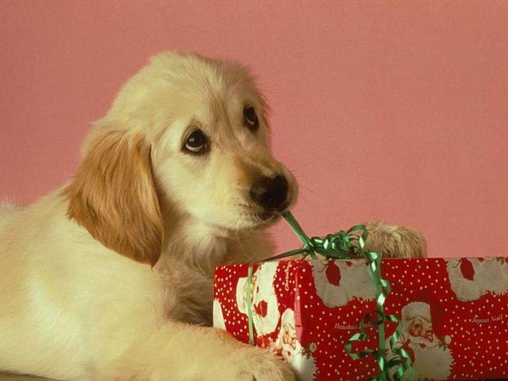 Featured image of post Christmas Dog Images Free Download - Christmas dog wallpapers app is a beautiful free android app, which provide you hd and hq free images of christmas.