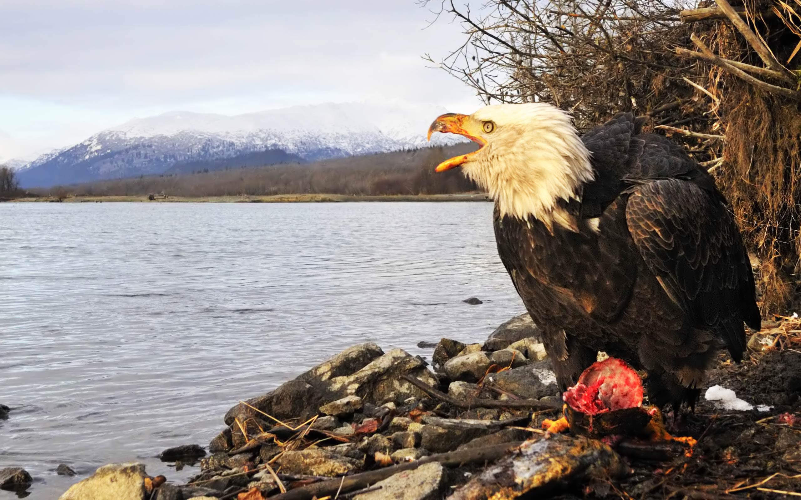 Desktop Wallpaper · Gallery · Animals · Bald Eagle North America