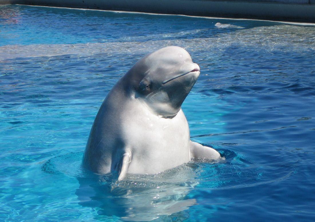 Animals For > Beluga Whale Wallpaper