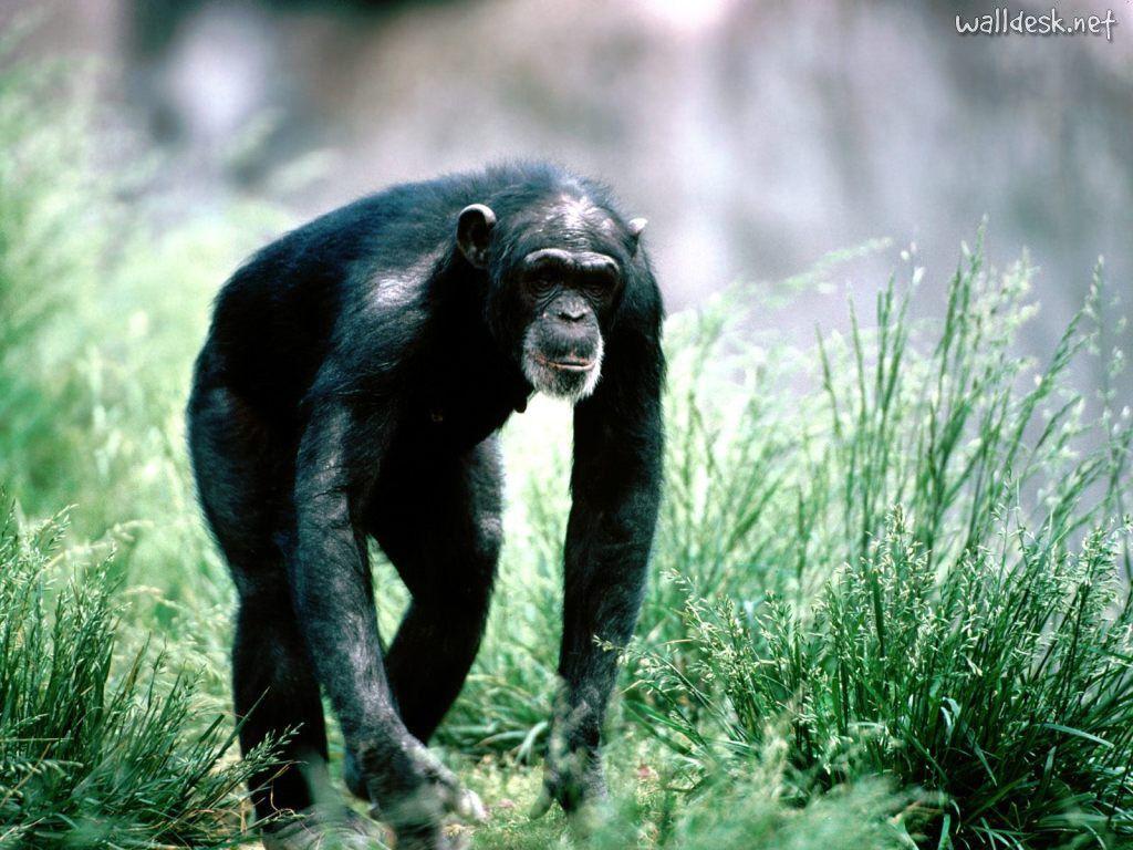 Morning Stroll, Chimpanzee to Desktop Chimpanzees Primate