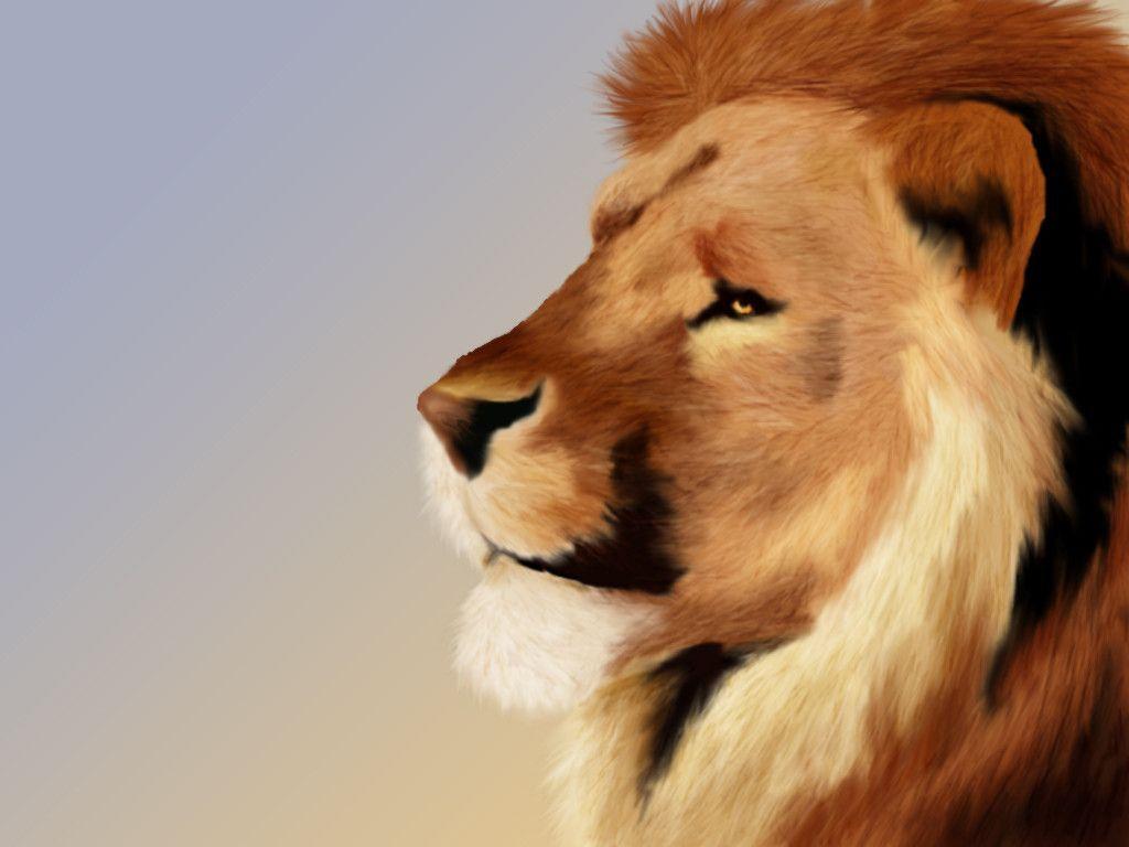 Aslan Wallpaper (74+ pictures)