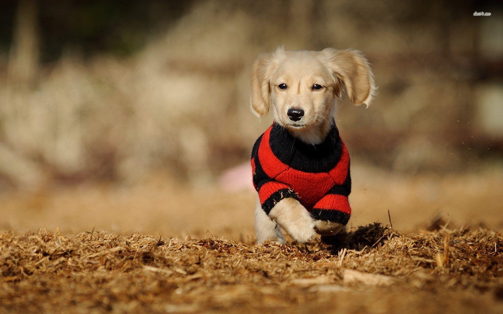 Dachshund Wallpapers - Wallpaper Cave