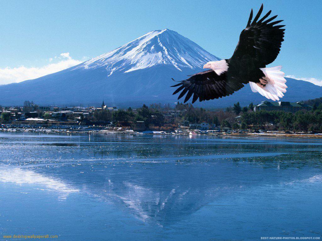 Animal Background Wallpaper: Eagle Desktop Background