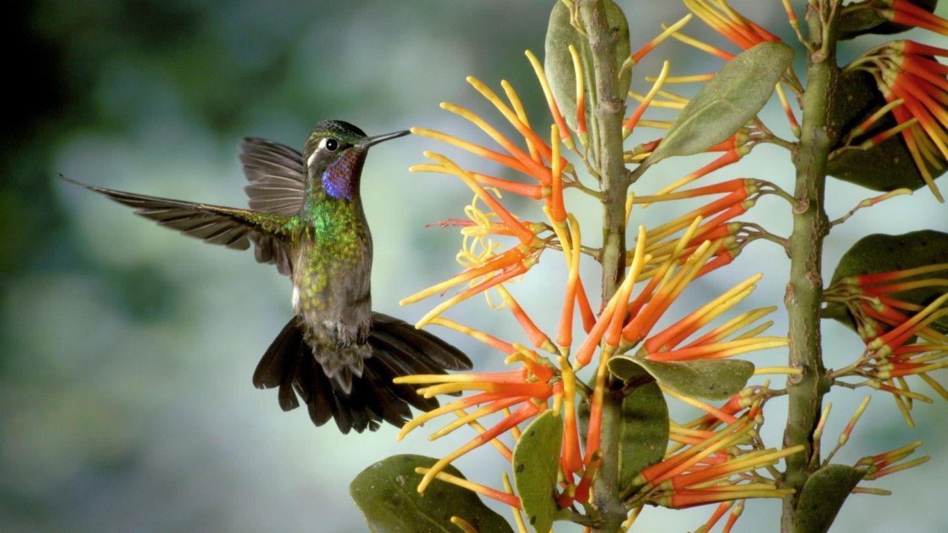 Hummingbird Feeding From Exotic Flower widescreen wallpaper. Wide