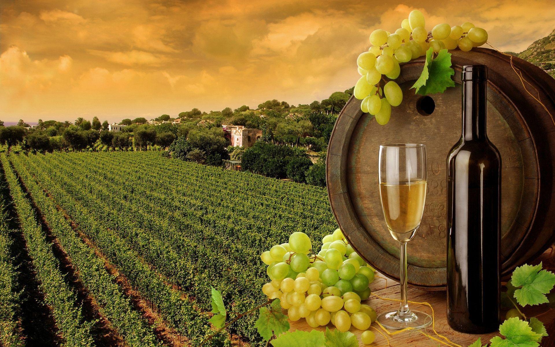 El vino: fondo de pantalla wallpaper de viñedo barrica uvas