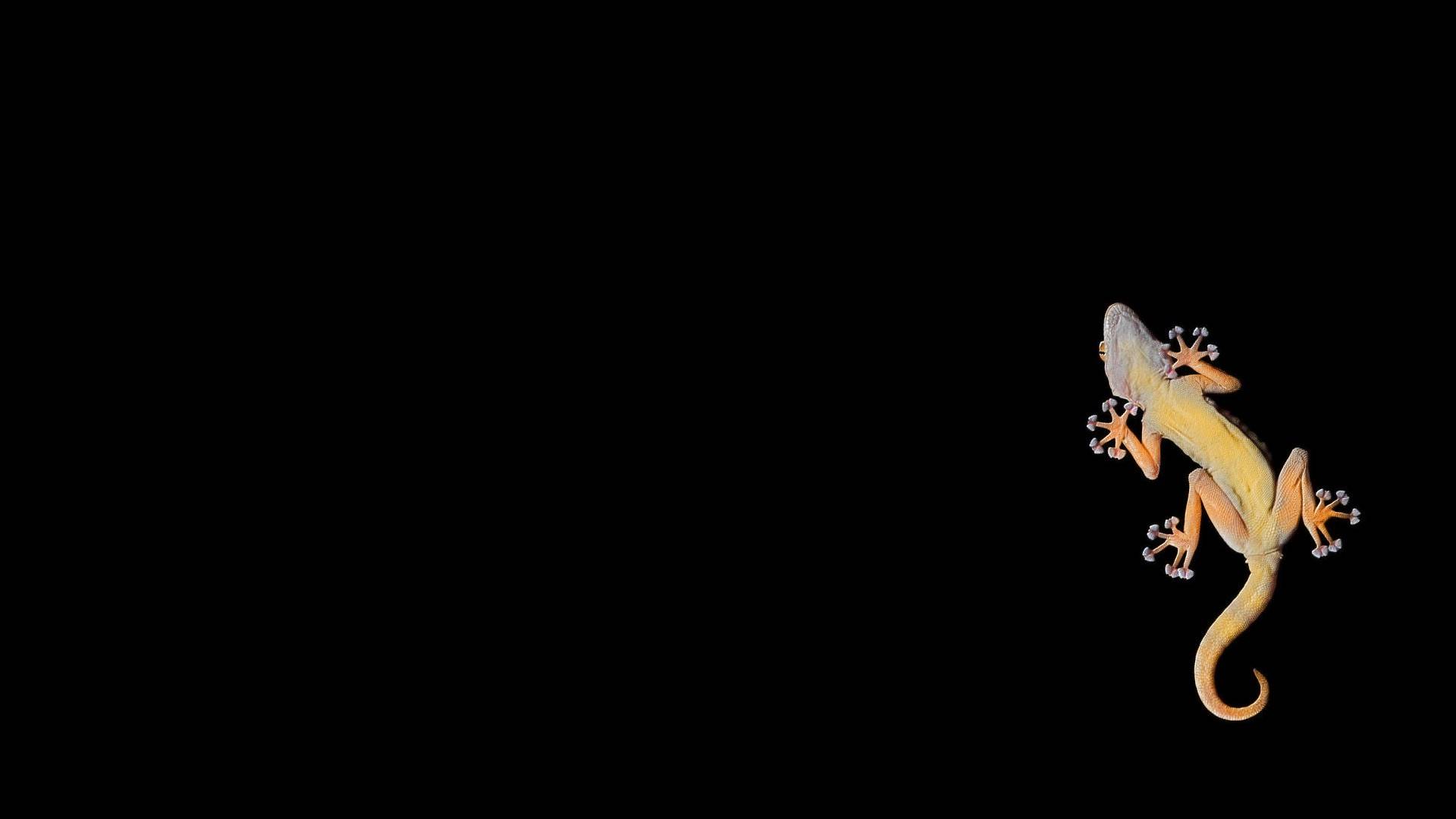 Yellow Gecko 1920×1080 Wallpaper 2181824