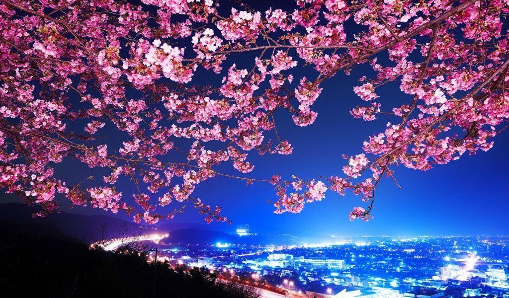 Cherry Blossom HD Wallpaper Wallpaper Inn