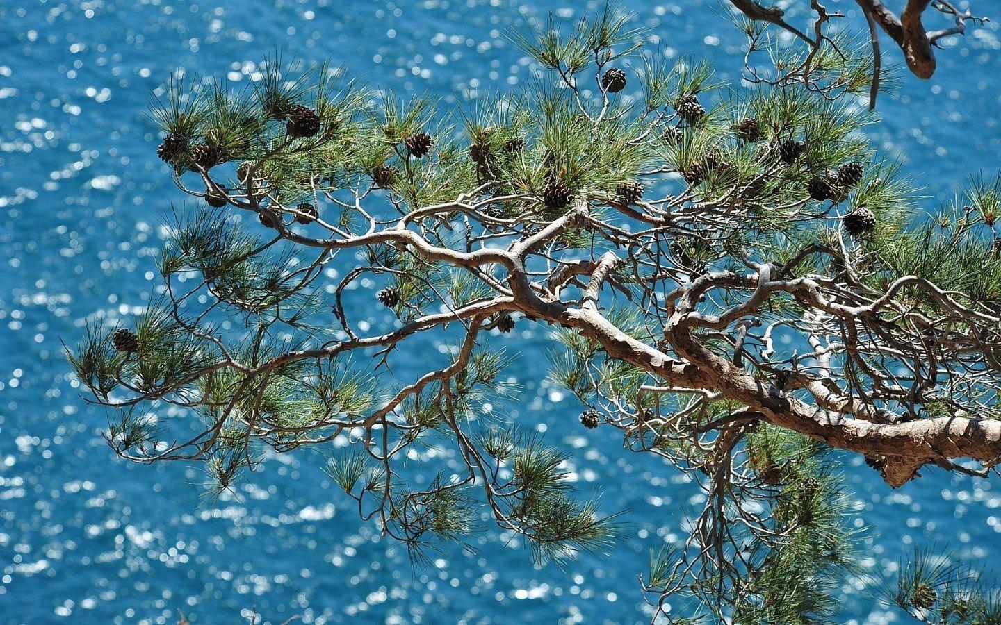 Pine Tree Wallpaper 15050 1440x900 px